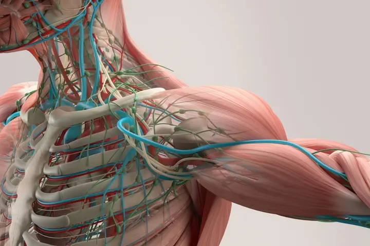 Understanding20the20 Structure20and20 Function20of20the20 Shoulder20 Girdle resized
