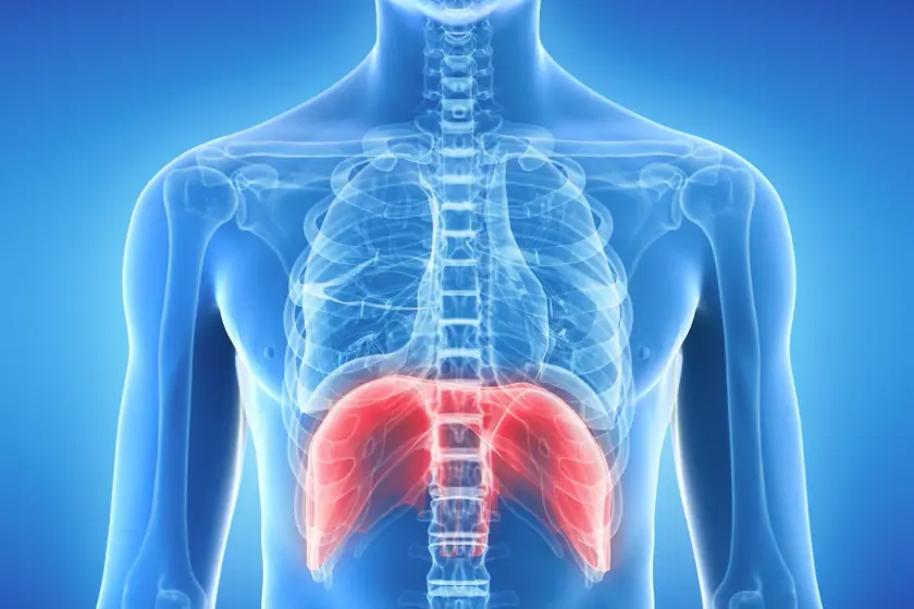 breath_anatomy_wide