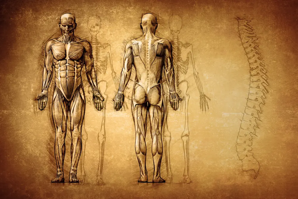 Dissection_Livestream_Posture_News_0