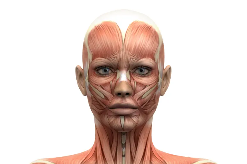 face-anatomy-front