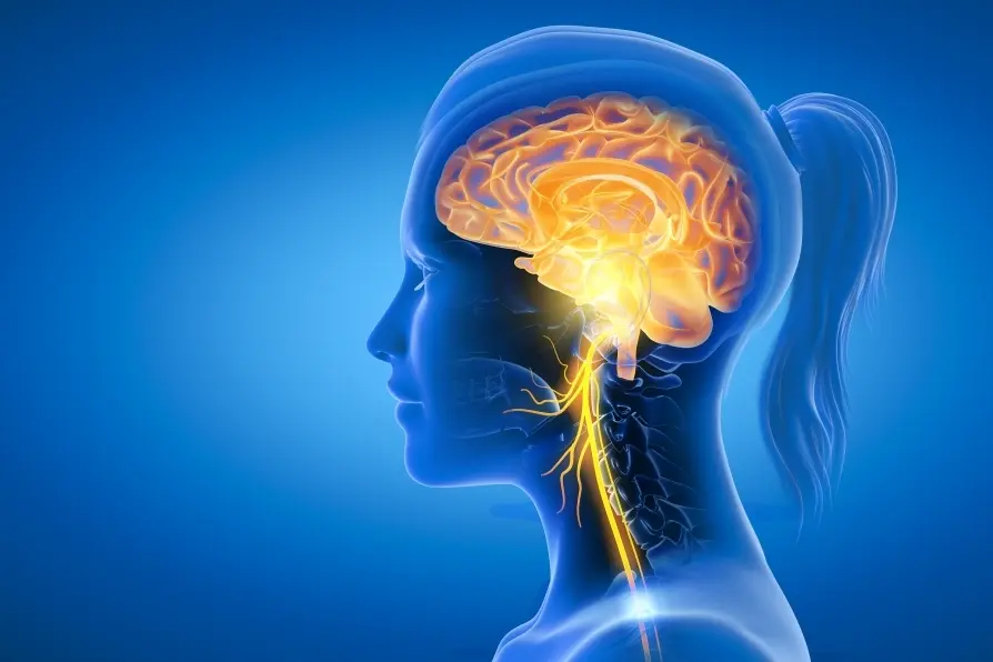 nervous_system