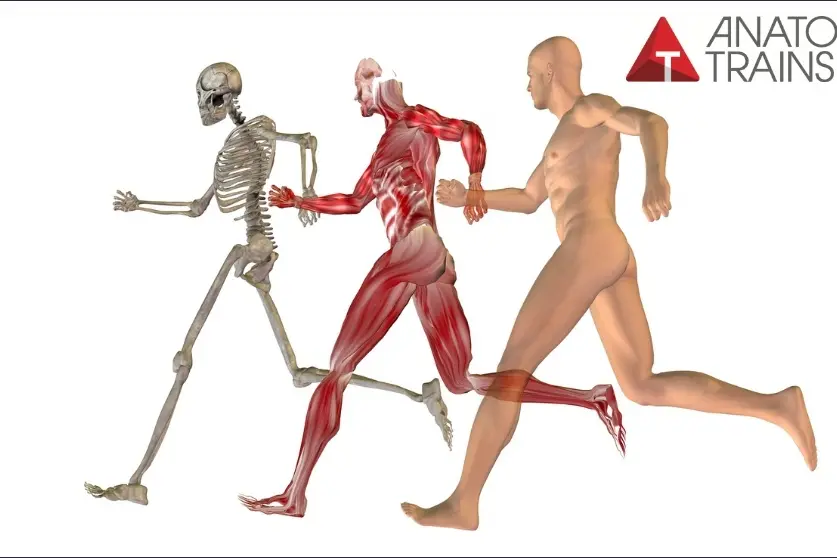 Dissection_Livestream_Gait_News