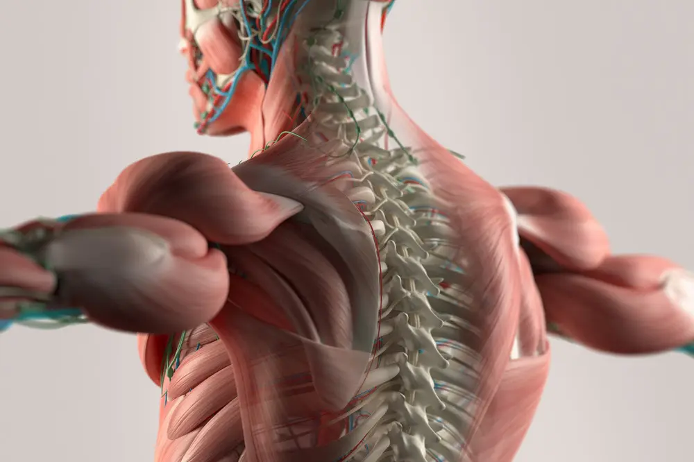 Spine_Dynamics_News_1