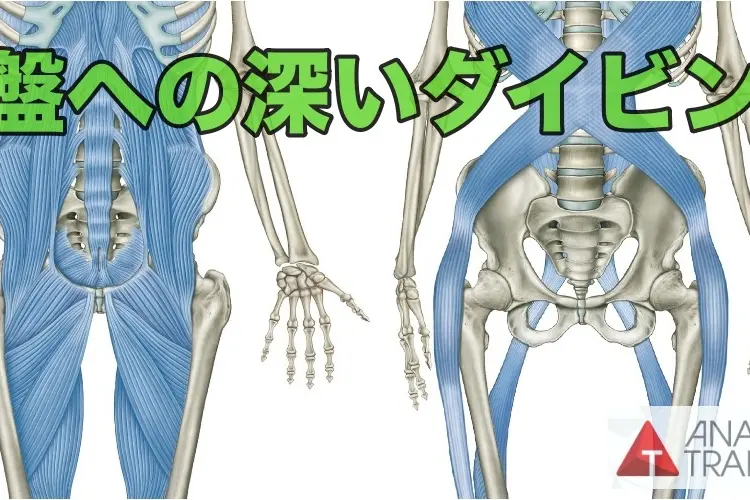 Pelvis_AT_Dissection_News