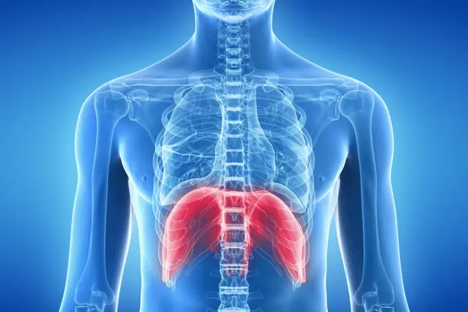 breath_anatomy