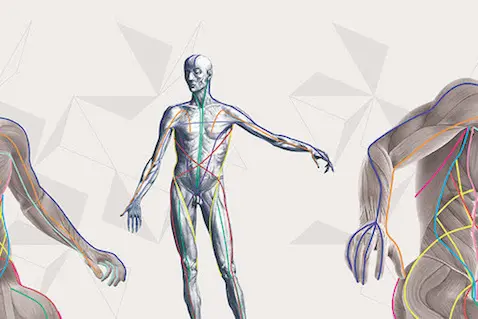 Anatomy_trains_image