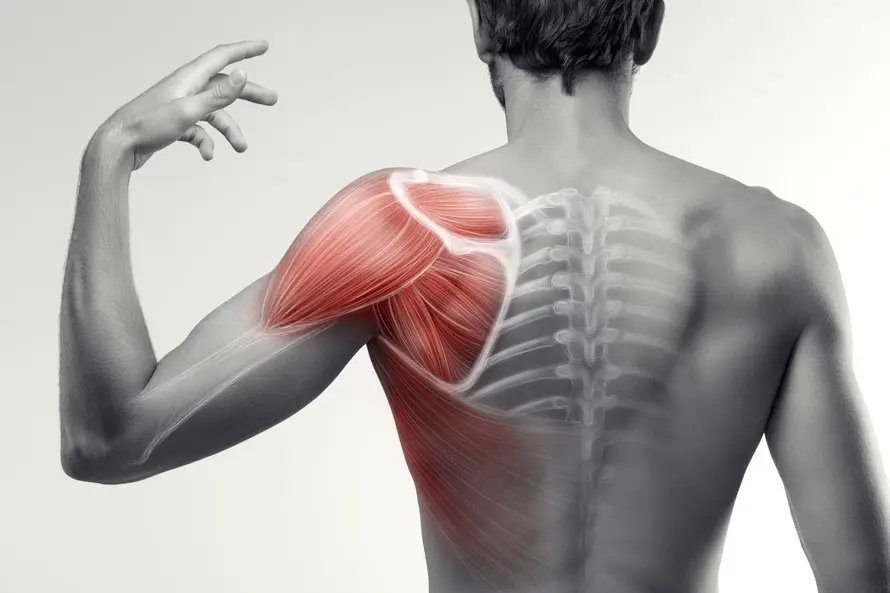 Shoulder anatomy