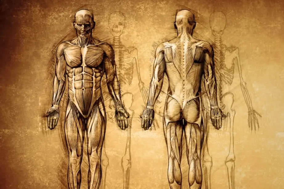 Vintage Anatomy Diagram (4x5)