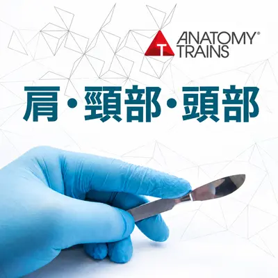 アナトミートレイン®解剖学：肩・頸部・頭部 11/07&08