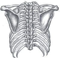 1_thoracic