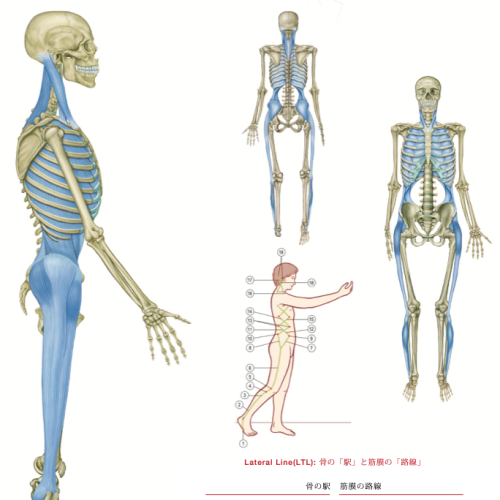 3_LTL_Japanese_Spot2
