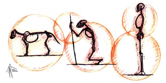 アナトミートレイン 進化を紐解く