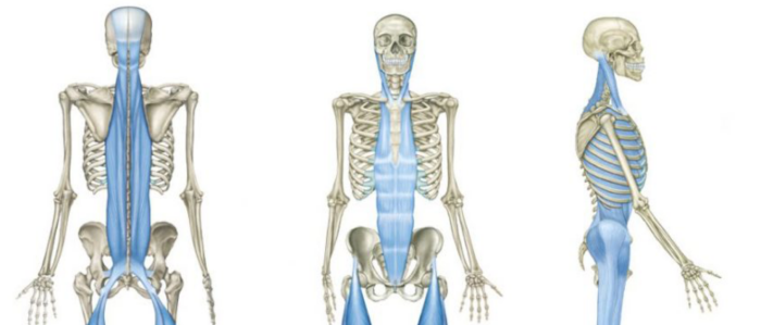 アナトミー・トレイン:筋膜解剖 Vol 1