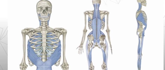 アナトミー・トレイン:筋膜解剖 Vol 2