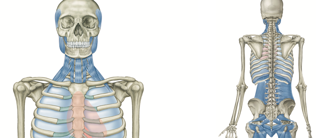 アナトミー・トレイン:筋膜解剖 Vol 3