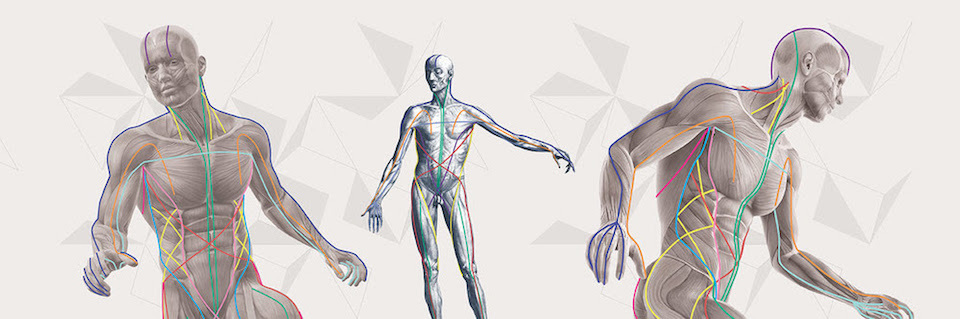 Anatomy_trains_image