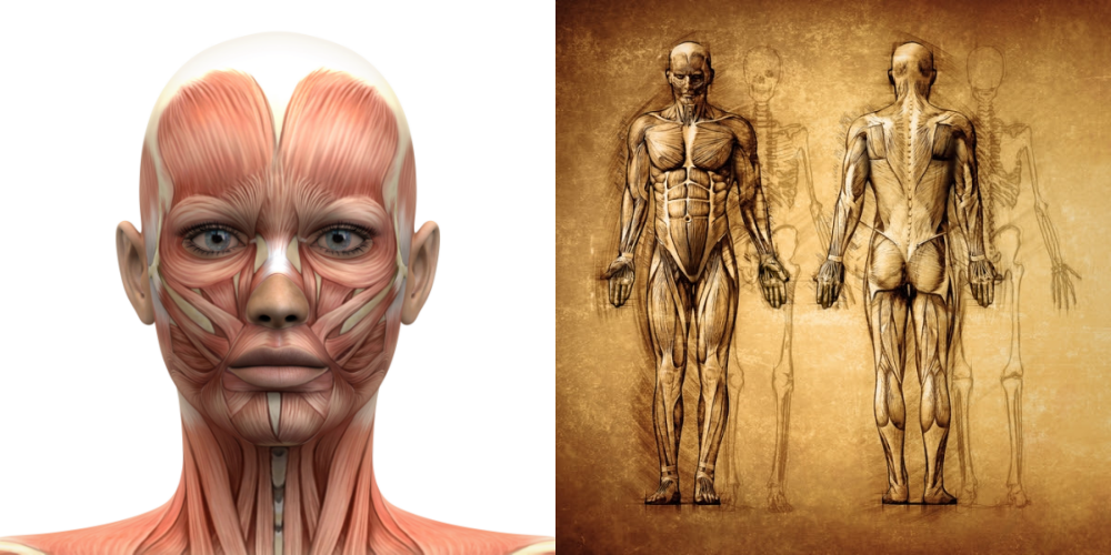 Dissection_Livestream_2024_Tom_News