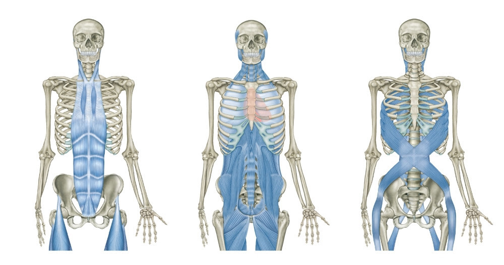 Dissection_Livestream_Core_News