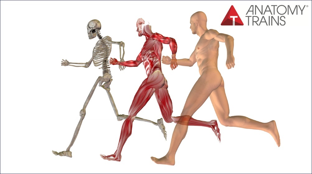 Dissection_Livestream_Gait_News