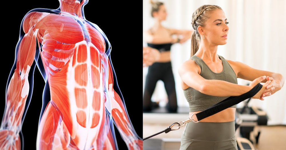 Online_Dissection_Core_News