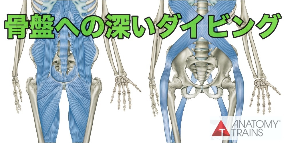 Pelvis_AT_Dissection_News