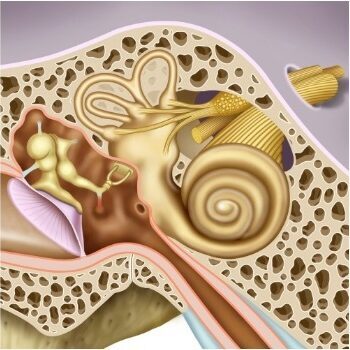 アナトミーエンジェル：前庭系を理解する