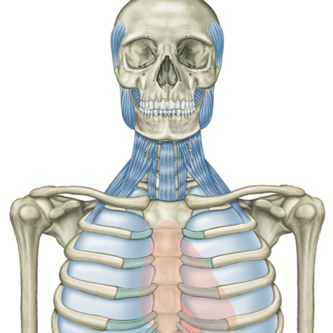 アナトミー・トレイン：筋膜解剖 Vol 3