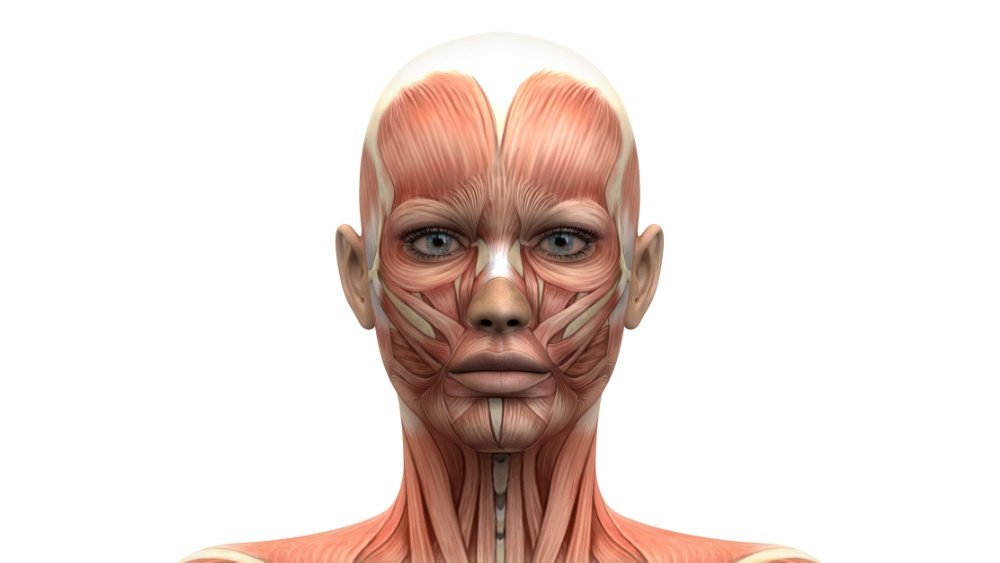 face-anatomy-front
