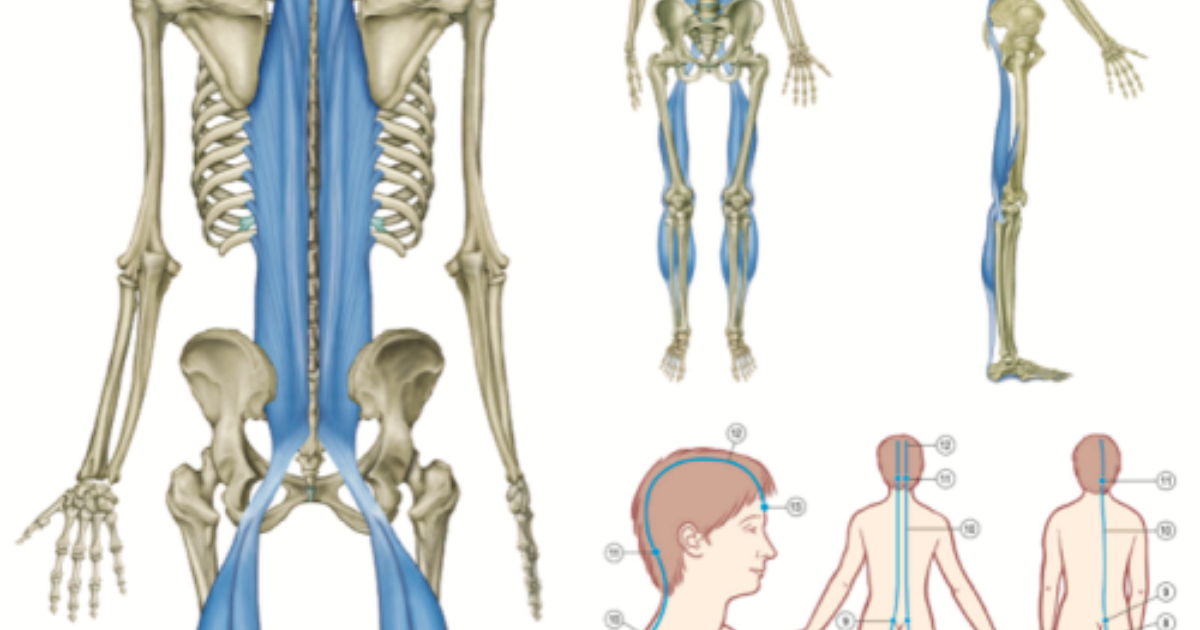 アナトミートレイン☆AnatomyTrains☆シリーズ1＋2☆DVD8枚