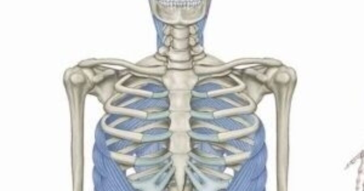 ＤＶＤ トム・マイヤーズ　Anatomy Trains セミナー2011 6巻 アナトミー・トレイン：筋膜解剖 Vol 2 | Kinetikos