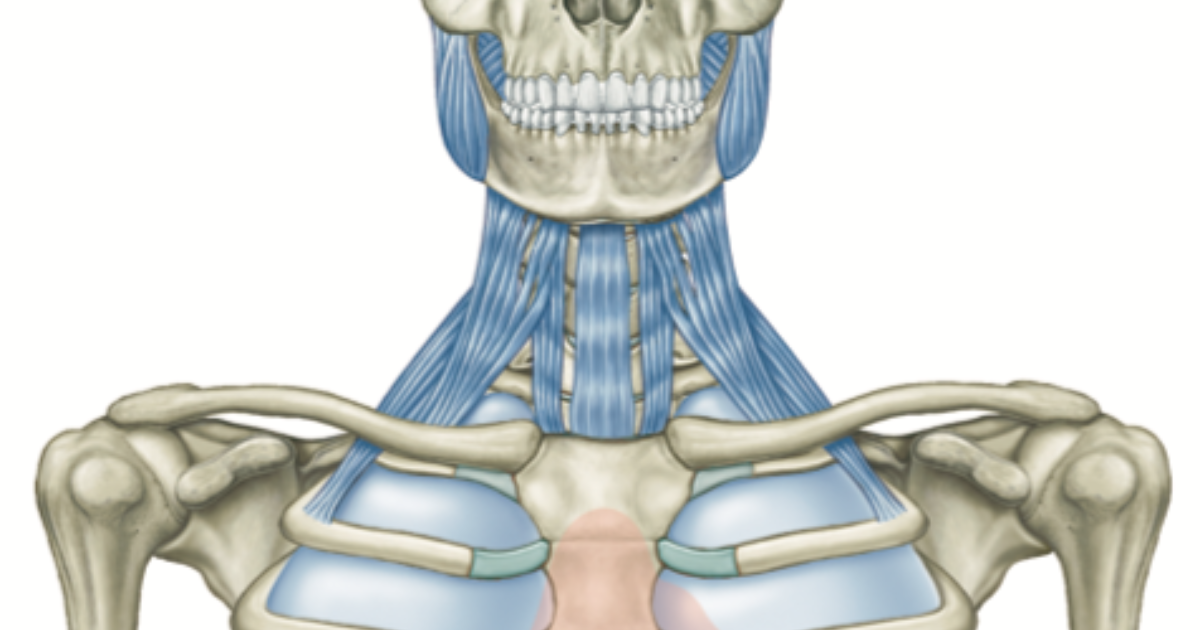 アナトミー・トレイン：筋膜解剖 Vol 3 | Kinetikos