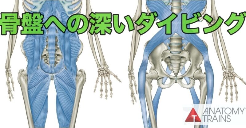 Pelvis_AT_Dissection_News.jpeg